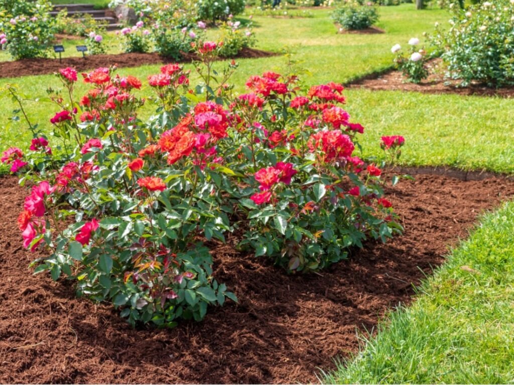 Can I use wood chips in my rose garden