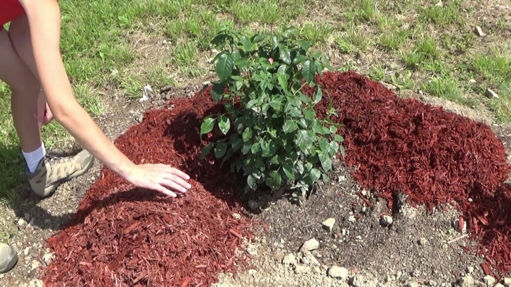 Can I use wood chips in my rose garden